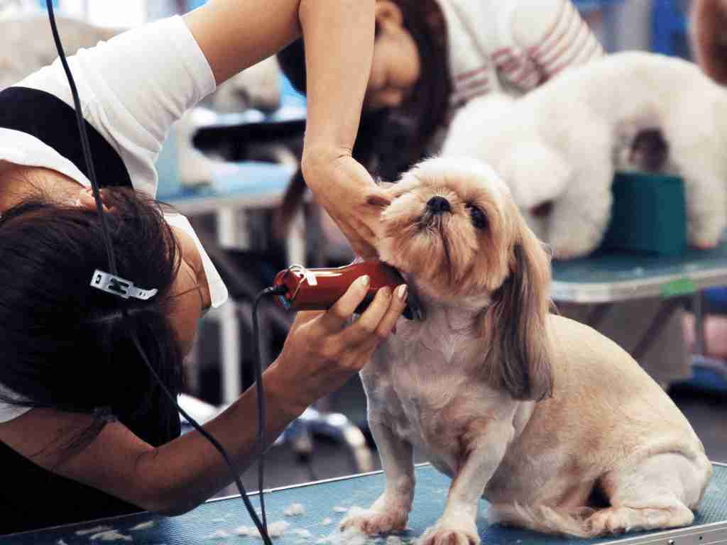 Start A Pet grooming service