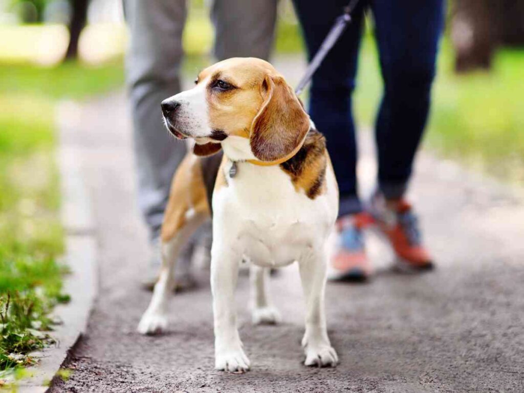 Start A Pet sitting or dog walking services