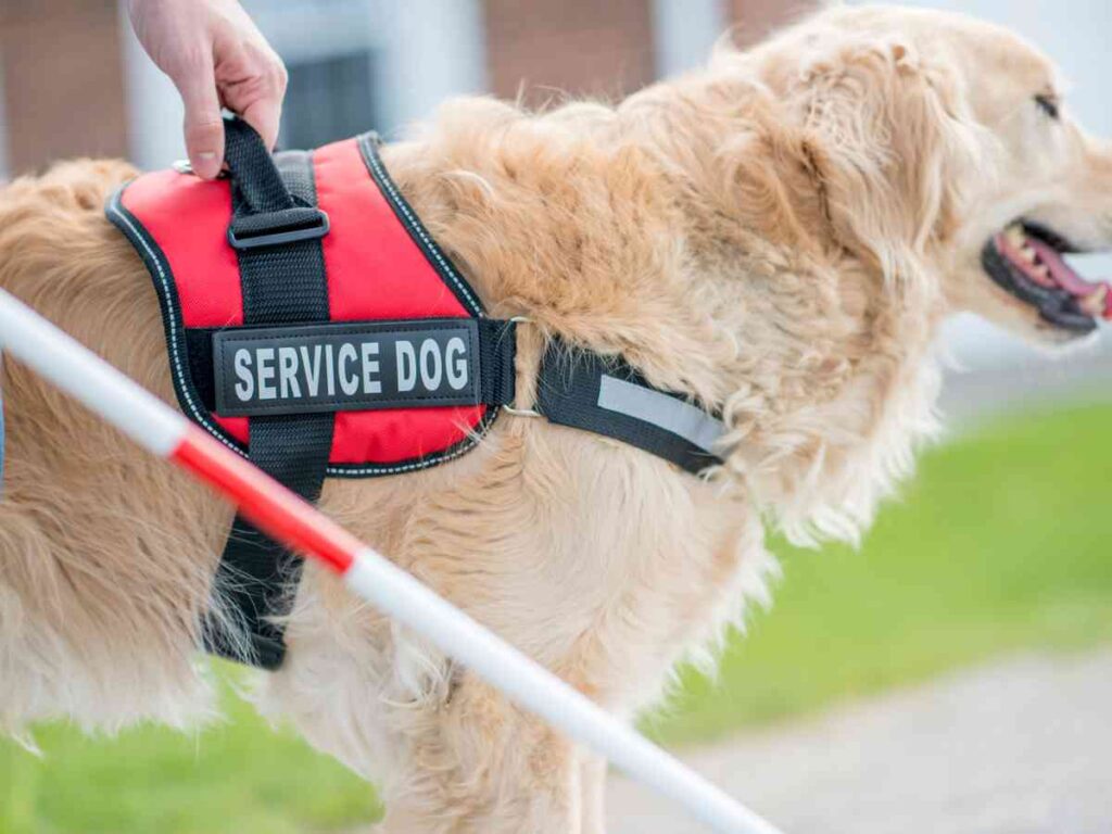 Start your own Dog Walking service