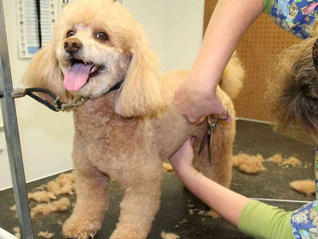Provide Pet Grooming Services